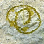 Tzatziki Sauce